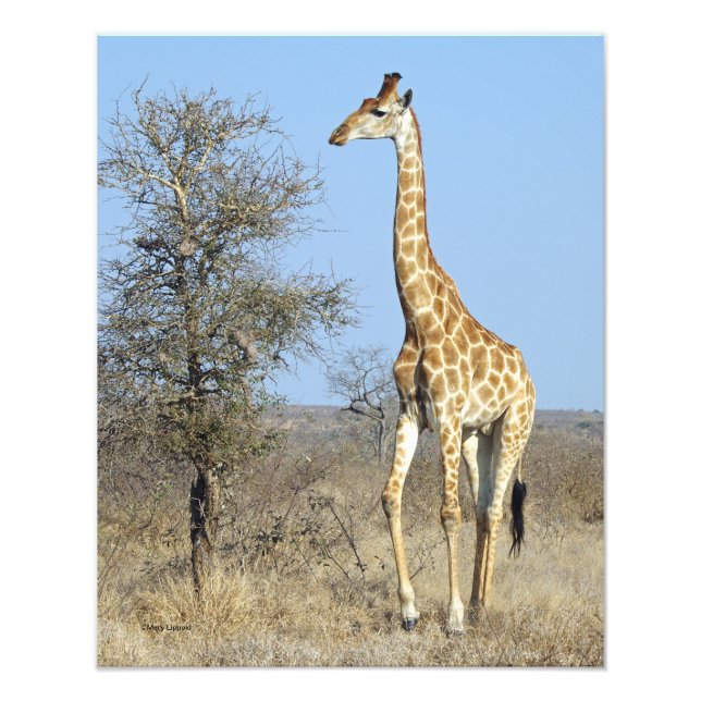 FOTO GIRAFFE (Frente)