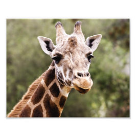Foto Giraffe