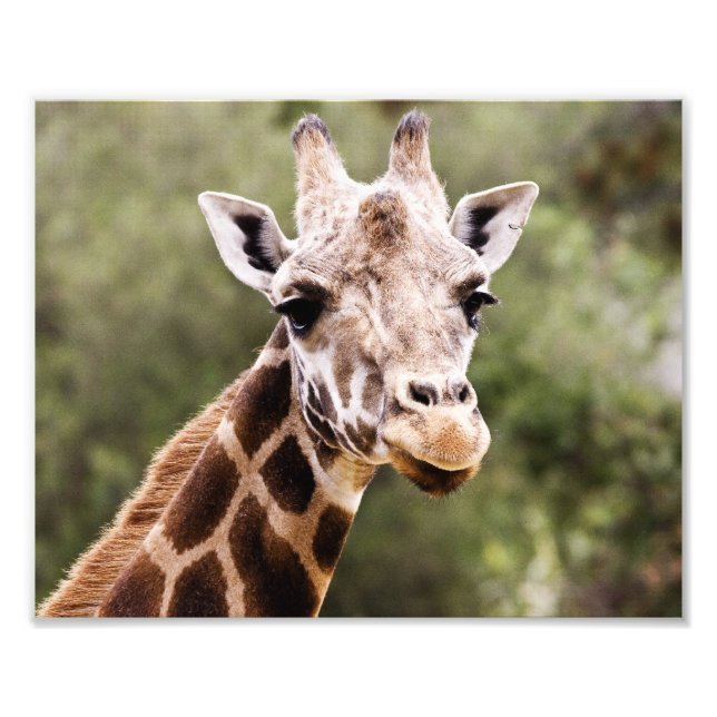 Foto Giraffe (Frente)