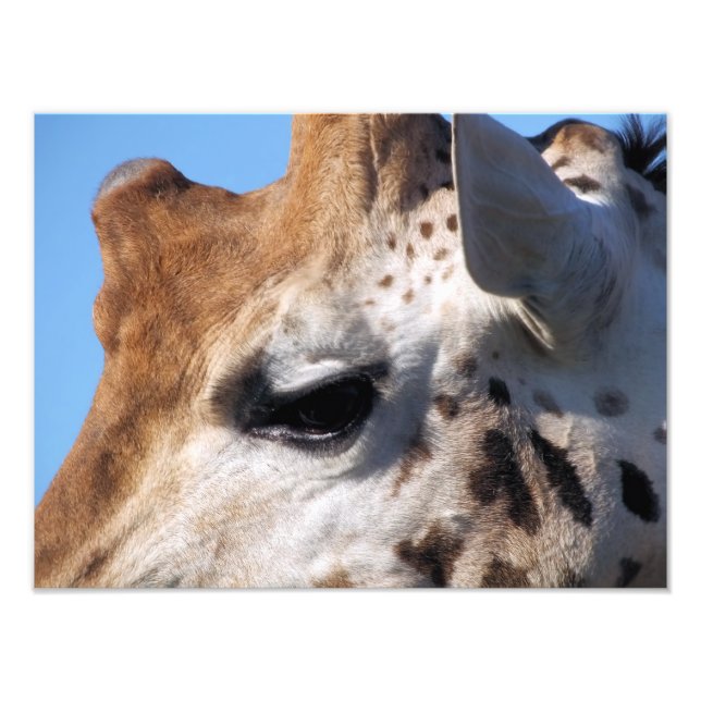 FOTO GIRAFFE (Frente)