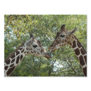 Foto Giraffe Love