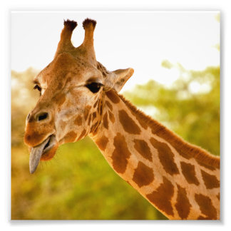 Foto Giraffe Tongue