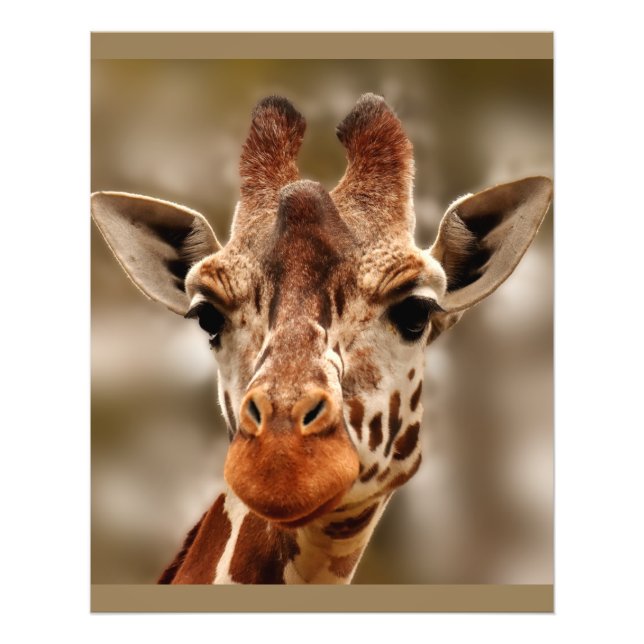 Foto Giraffe Zoo Animal Retrato Salvaje (Frente)