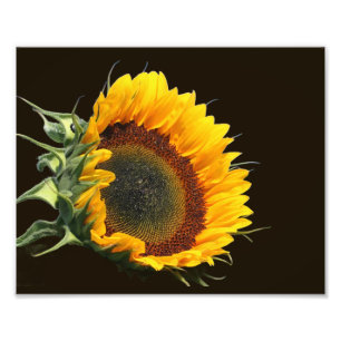 Foto Girasol al sol 8x10