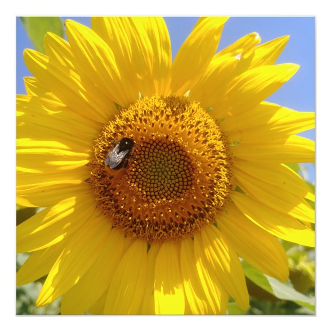 Foto Girasol amarillo (Frente)