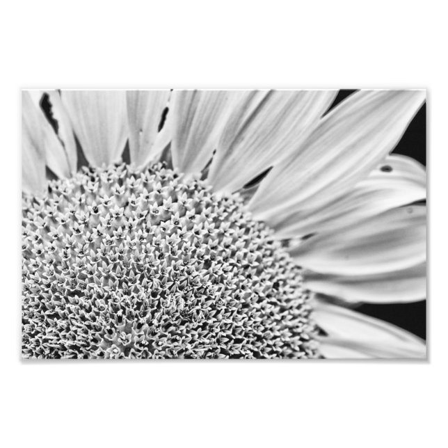 Foto Girasol B&W (Frente)