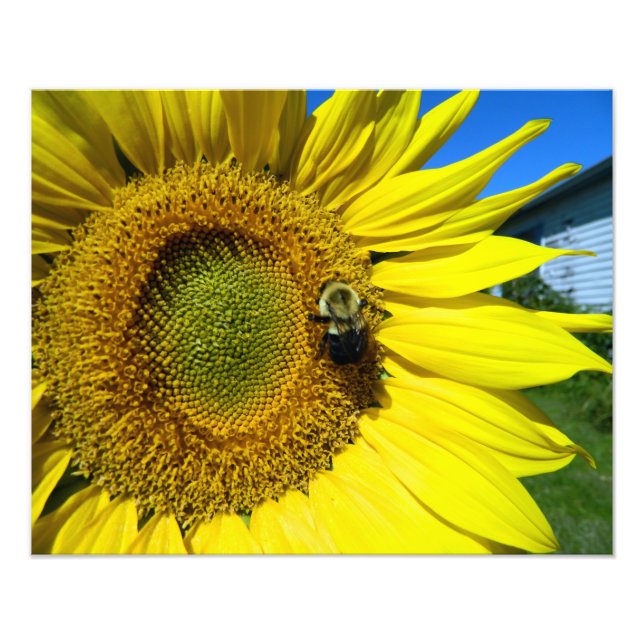 Foto girasol con abejorro (Frente)