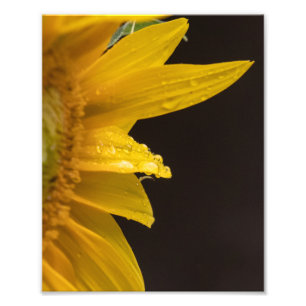 Foto Girasol con gotas de lluvia