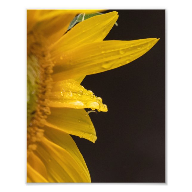 Foto Girasol con gotas de lluvia (Frente)