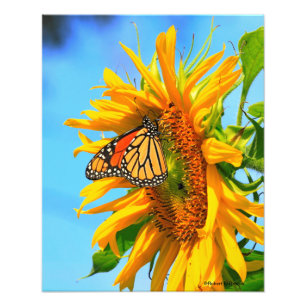 Foto Girasol de Kansas con una mariposa monarca en prim