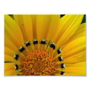 Foto Girasol del primer