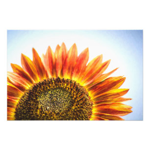 Foto Girasol en ascenso