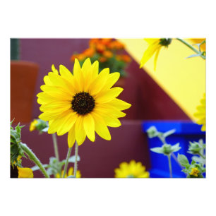 Foto Girasol en mi patio
