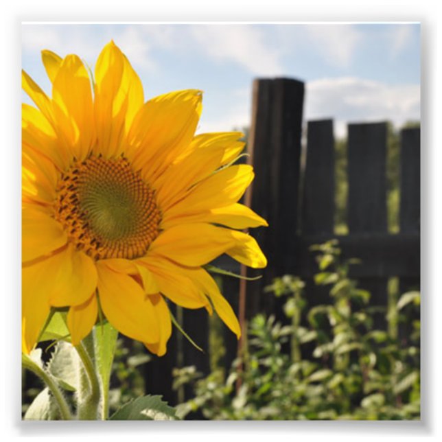 Foto Girasol y valla (Frente)