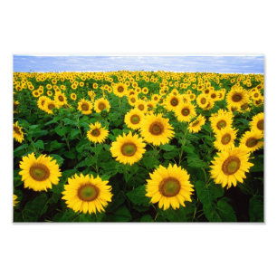 Foto Girasoles en Fargo, Dakota del Norte