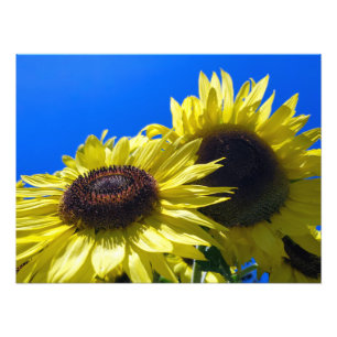 Foto Girasoles Moonwalker que alcanzan el cielo