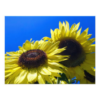 Foto Girasoles Moonwalker que alcanzan el cielo
