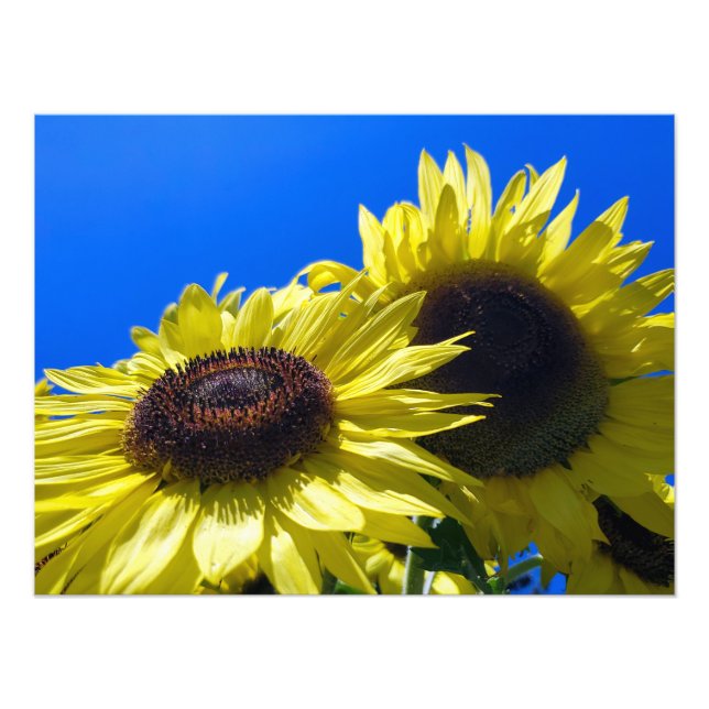 Foto Girasoles Moonwalker que alcanzan el cielo (Frente)