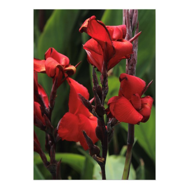 Foto Gladiolus Rojo (Frente)