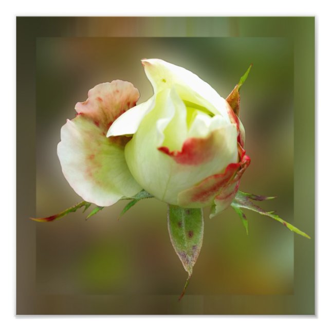 Foto glamour rosebud (Frente)