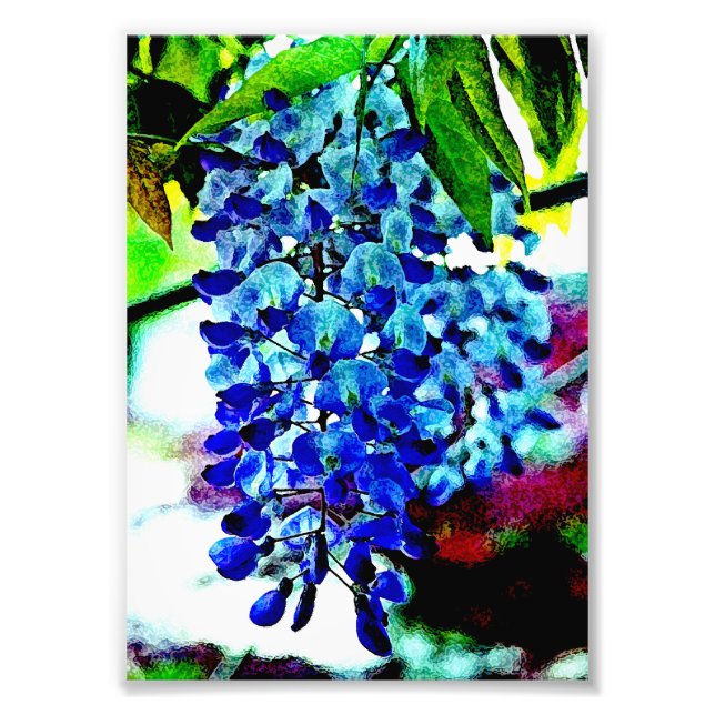 Foto Glicina Azul (Frente)