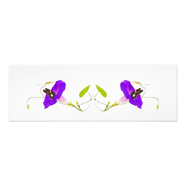 Foto Gloria matutina y mariposa (Frente)