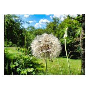 Foto Goatsbeard Wildflower