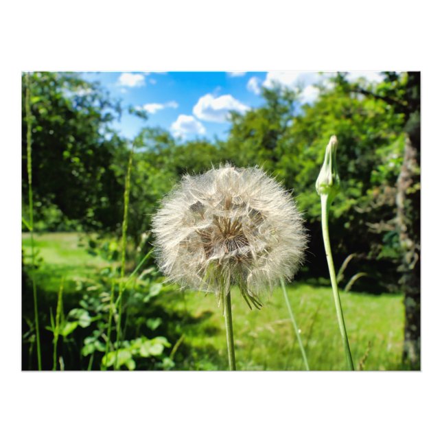 Foto Goatsbeard Wildflower (Frente)