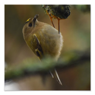 Foto Goldcrest