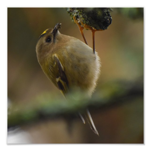 Foto Goldcrest (Frente)