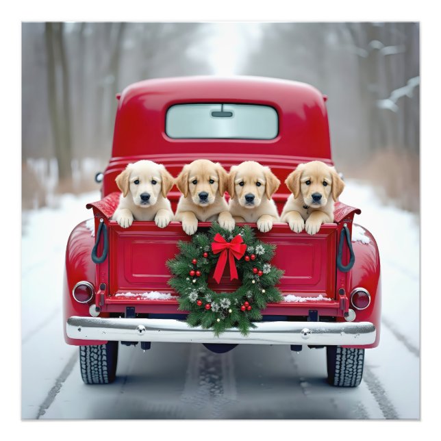 Foto Golden Retriever Cuppies En Camión De Navidades (Frente)