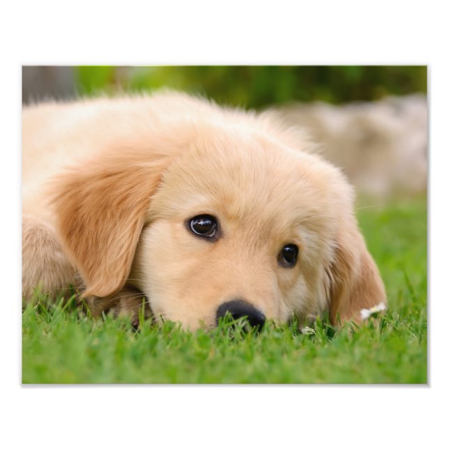 Foto Golden Retriever Cute Puppy Dreaming - Paperprint (Frente)