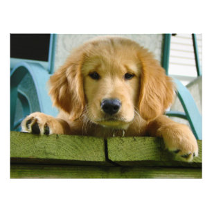 Foto Golden Retriever Puppy Dog Canis Lupus Familiaris