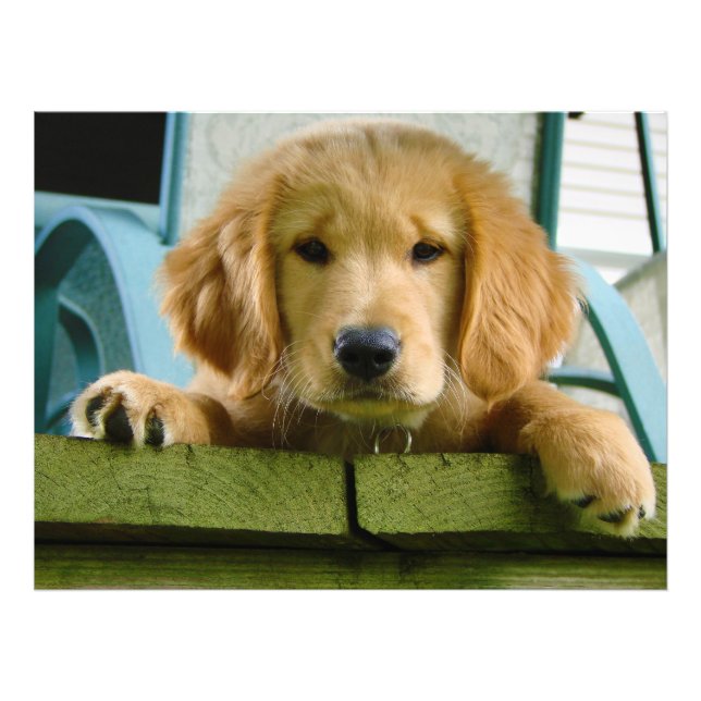 Foto Golden Retriever Puppy Dog Canis Lupus Familiaris (Frente)