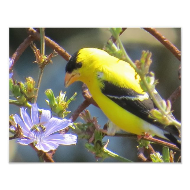 Foto Goldfinch americano (Frente)