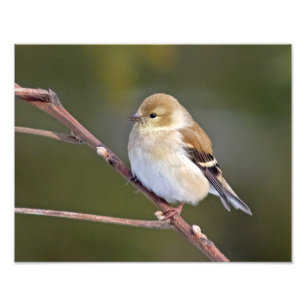 Foto Goldfinch americano