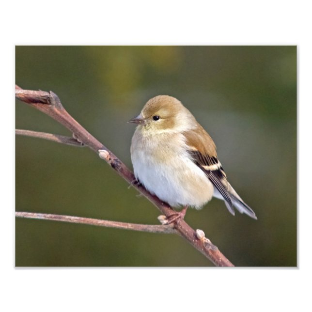 Foto Goldfinch americano (Frente)