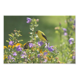 Foto Goldfinch en una flor harebell