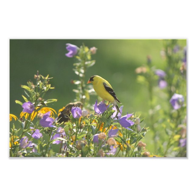 Foto Goldfinch en una flor harebell (Frente)