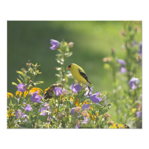 Foto Goldfinch en una flor harebell