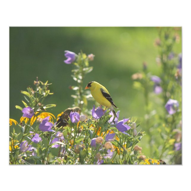Foto Goldfinch en una flor harebell (Frente)