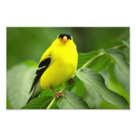 Foto Goldfinch Photo Print