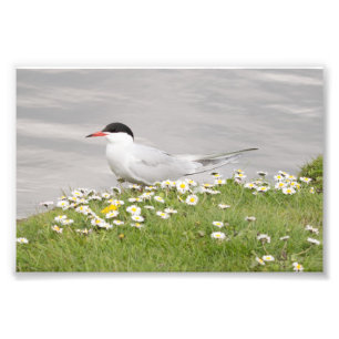 Foto Golondrina de mar común