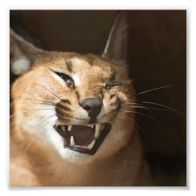 Foto Goofy Lynx (Frente)