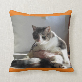 Foto gorda del gato de Tabby en la almohada