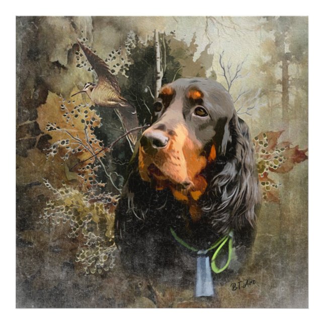 Foto Gordon Setter (Frente)