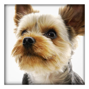 Foto Gorgeo Yorkshire Terrier