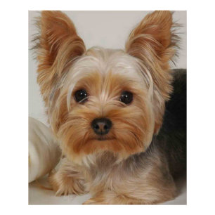 Foto Gorgeo Yorkshire Terrier
