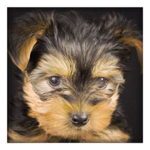Foto Gorgeo Yorkshire Terrier