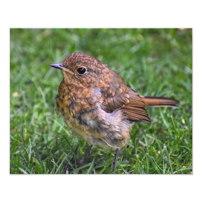 Foto Gorgeous Baby Robin (Frente)